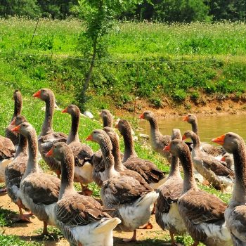 village club Samatan nature